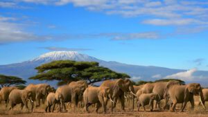 Amboseli National Park safari tours elephants and mount Kilimanjaro