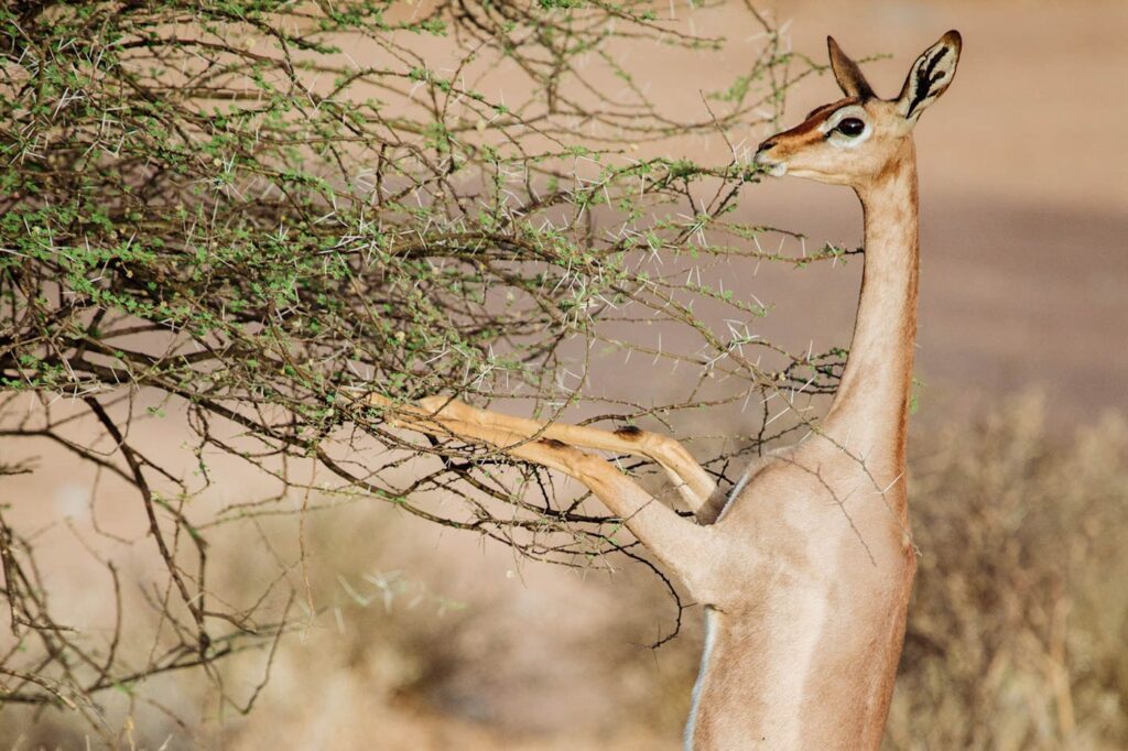 Gerenuk at Samburu National Reserve in Kenya Special 5 of Samburu