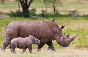 Lake Nakuru National Park rhinos