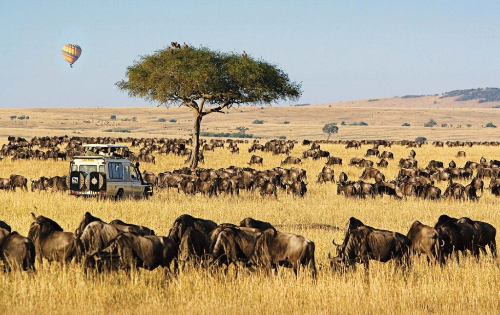 Masai Mara Kenya best Kenya wildlife wildebeest Migration safari tours