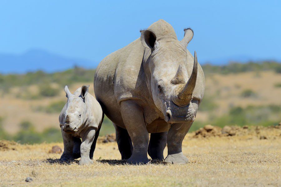 Ol Pejeta Conservancy rhinos