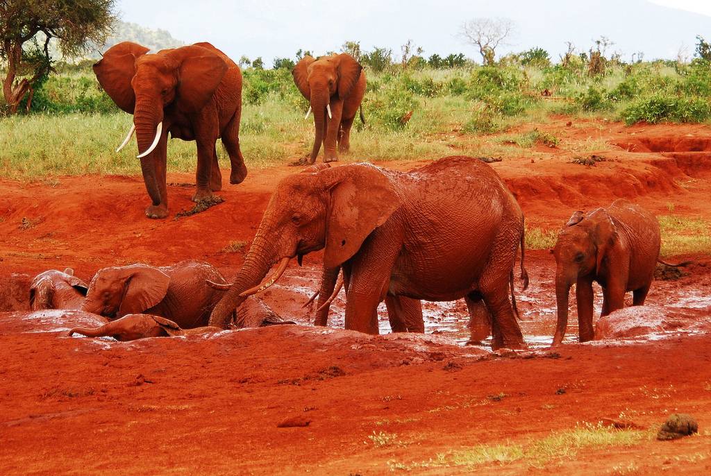 Red elephants Tsavo East National Park Kenya