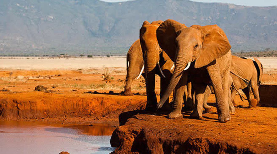 Tsavo West National Park 1