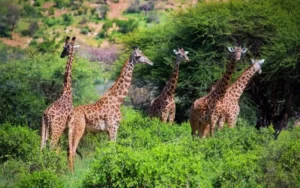 Tsavo West National Park Kenya