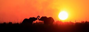 banner1 elephants