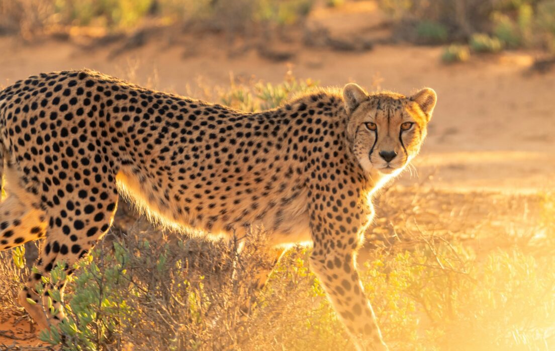 Leopard at Masai Mara National Reserve in Kenya Book your Masai Mara Kenya wildebeest migration and big cat Kenya safari tour packages