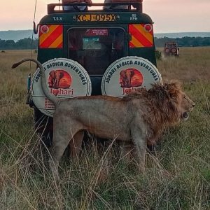 Lio at Masai Mara National Reserve Johari Africa Adventures book the best Kenya luxury safari tour packages from Nairobi, Diani, Mombasa, Malindi and Watamu www.johariafricaadventures.com