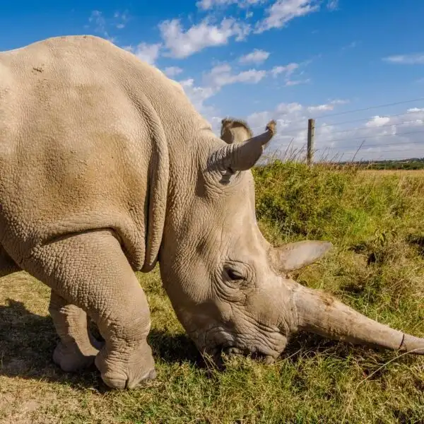 Rhinos at Ol Pejeta Conservancy in Kenya Book your Masai Mara Kenya wildebeest migration and big cat Kenya safari tour packages