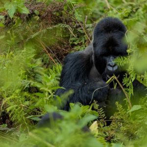 Rwanda gorilla trekking safari tours