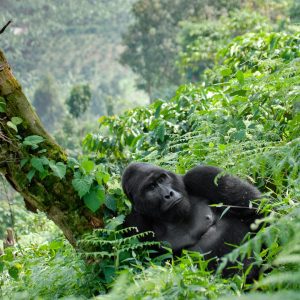 Uganda gorilla trekking safari tours