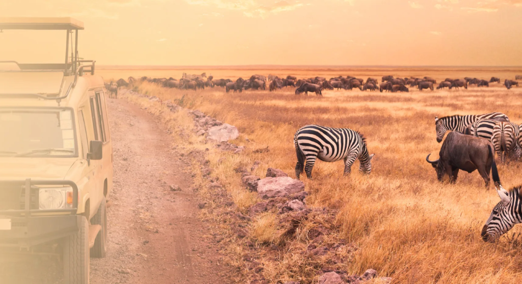 african safari masai mara jpg scaled 1