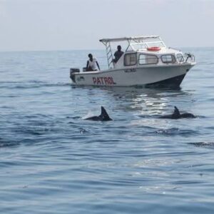 Dolphin watching at Kisite Mpunguti Marine Park - one of the best things to do in Diani beach with Johari Africa Adventures
