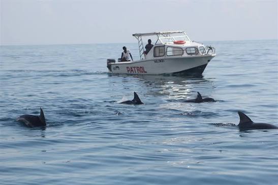 Dolphin watching at Kisite Mpunguti Marine Park - one of the best things to do in Diani beach with Johari Africa Adventures