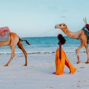 Enjoy a Camel Ride Along Diani Beach - one of the best things to do in Diani beach with Johari Africa Adventures