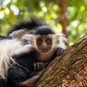 Visit Colobus Conservation Centre - one of the best things to do in Diani beach with Johari Africa Adventures