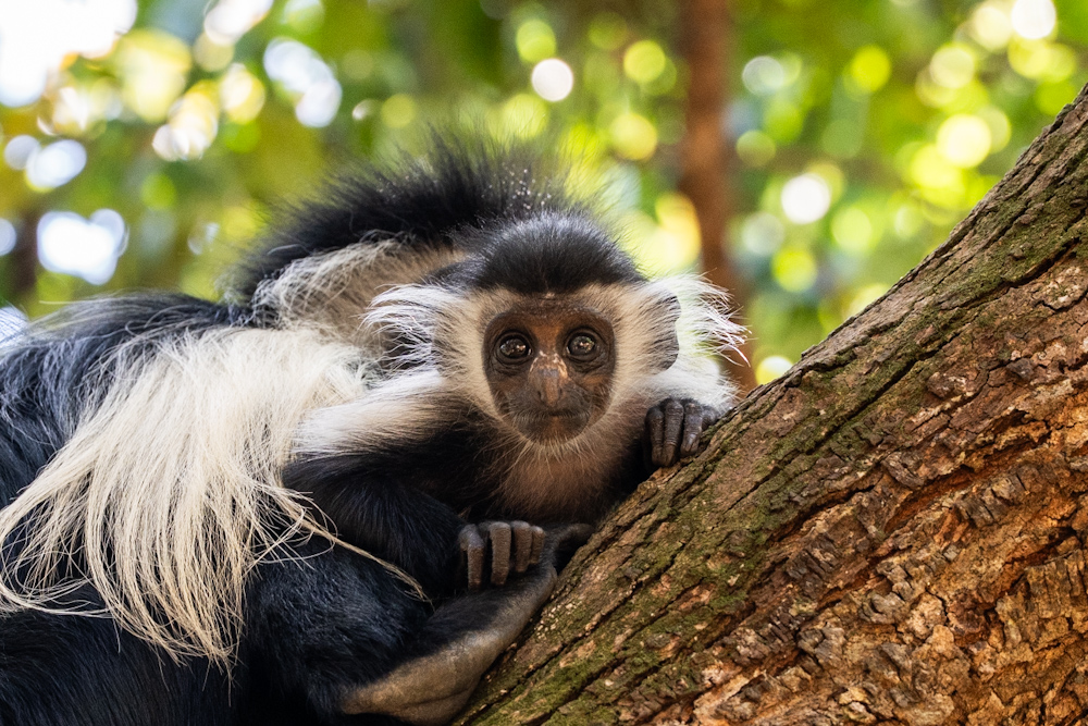 Visit Colobus Conservation Centre - one of the best things to do in Diani beach with Johari Africa Adventures
