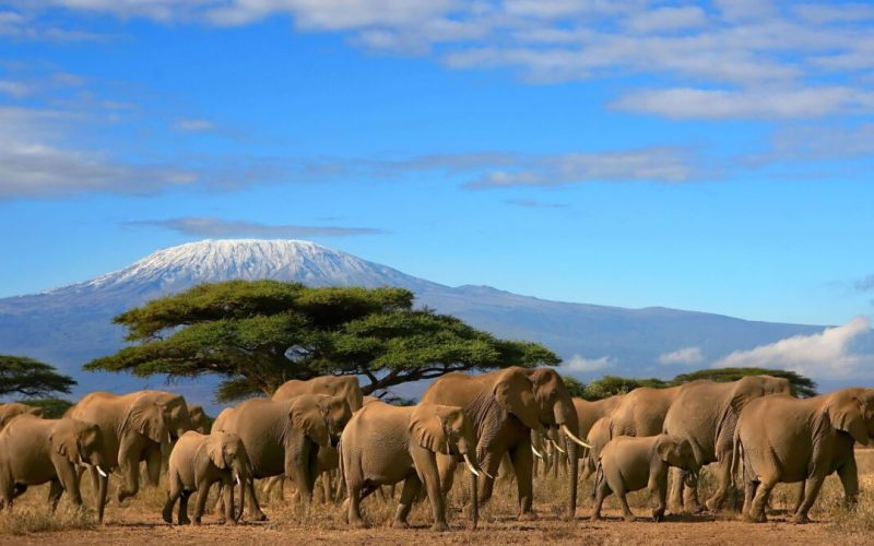 Amboseli National Park safari tours elephants and mount Kilimanjaro