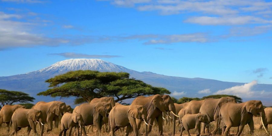 Amboseli National Park safari tours elephants and mount Kilimanjaro