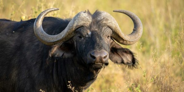 Buffalo at Masai Mara National Reserve in Kenya Book your Kenya wildebeest migration Big 5 and big cat safari tour packages scaled