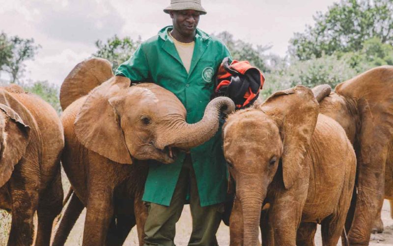 David Sheldrick Elephant Orphanage Nairobi Kenya