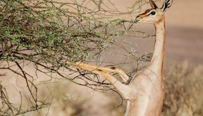 Gerenuk at Samburu National Reserve in Kenya Special 5 of Samburu