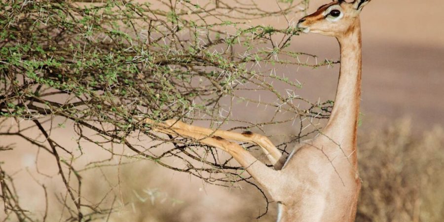 Gerenuk at Samburu National Reserve in Kenya Special 5 of Samburu