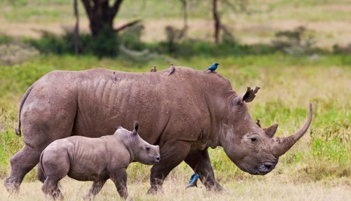 Lake Nakuru National Park rhinos