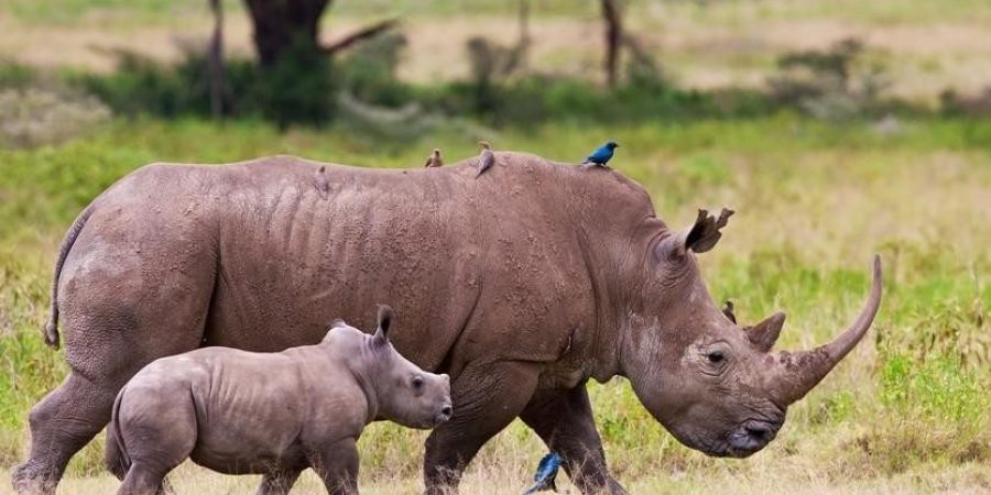 Lake Nakuru National Park rhinos