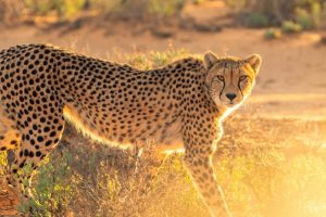 Leopard at Masai Mara National Reserve in Kenya Book your Masai Mara Kenya wildebeest migration and big cat Kenya safari tour packages
