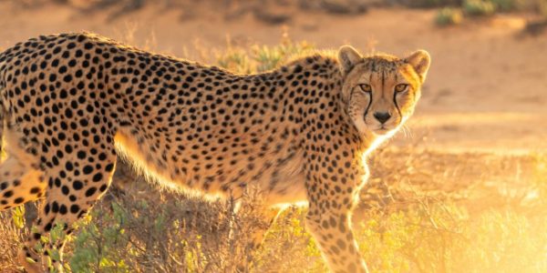 Leopard at Masai Mara National Reserve in Kenya Book your Masai Mara Kenya wildebeest migration and big cat Kenya safari tour packages
