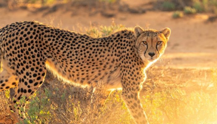 Leopard at Masai Mara National Reserve in Kenya Book your Masai Mara Kenya wildebeest migration and big cat Kenya safari tour packages