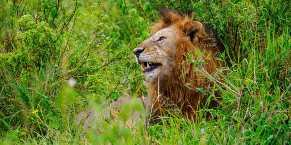 Lion at Masai Mara National Reserve in Kenya Book your Kenya wildebeest migration Big 5 and big cat safari tour packages scaled