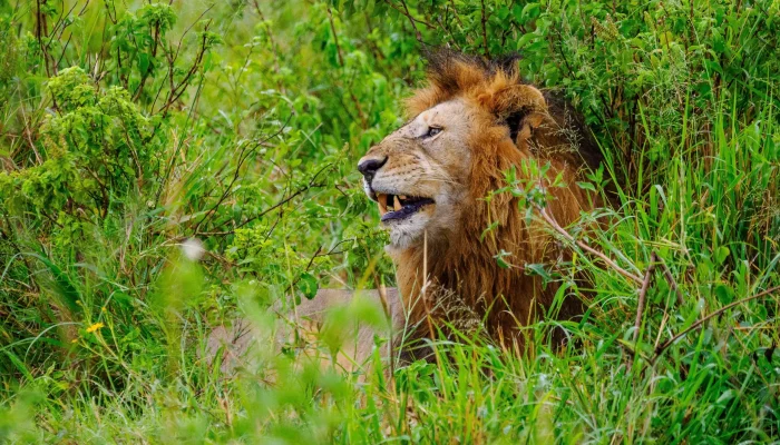 Lion at Masai Mara National Reserve in Kenya – Book your Kenya wildebeest migration, Big 5 and big cat safari tour packages Lion at Masai Mara National Reserve in Kenya - Book your Kenya wildebeest migration, Big 5 and big cat safari tour packages