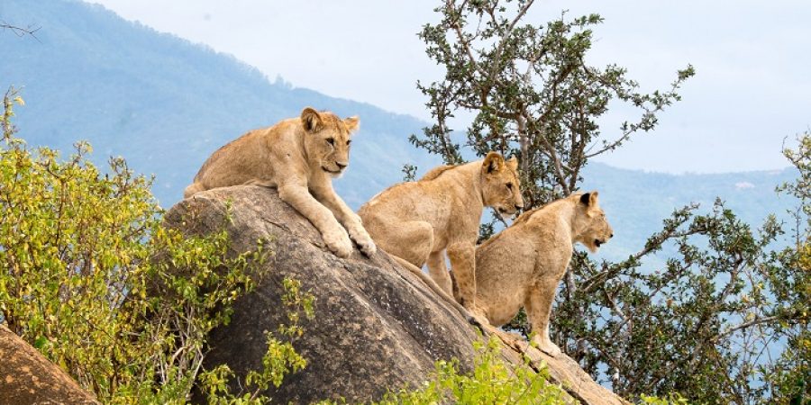 Lions at Tsavo East National park in Kenya