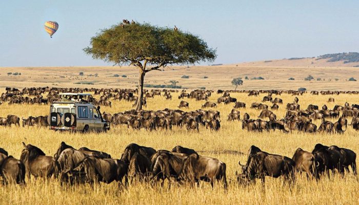 Masai Mara Kenya best Kenya wildlife wildebeest Migration safari tours