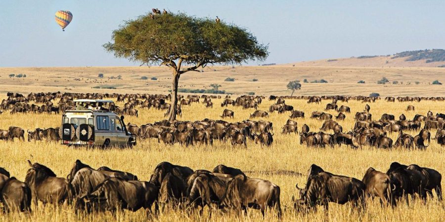 Masai Mara Kenya best Kenya wildlife wildebeest Migration safari tours