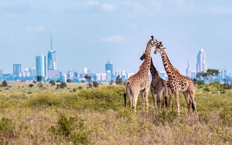 Nairobi National Park Kenya