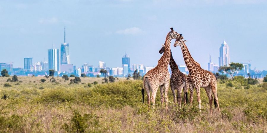 Nairobi National Park Kenya