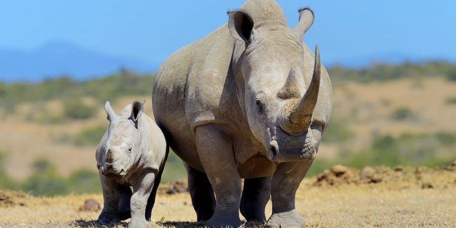 Ol Pejeta Conservancy rhinos