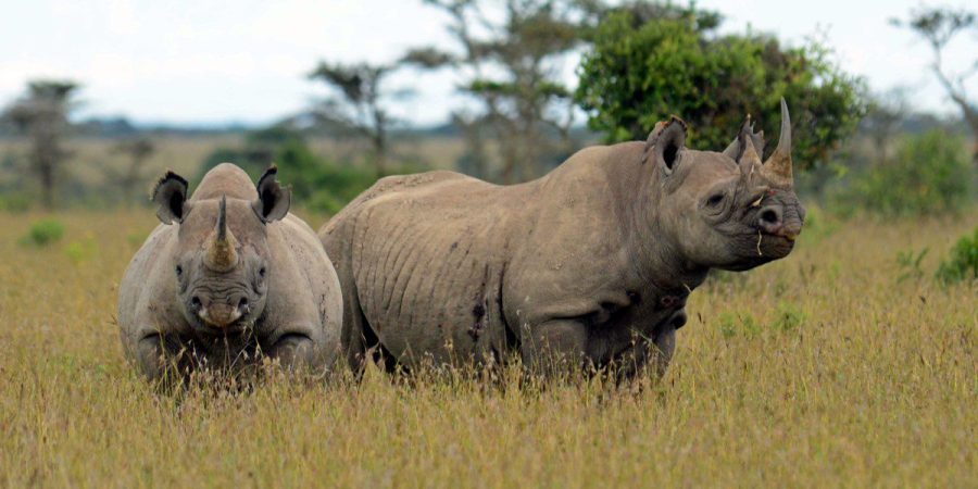 Ol Pejeta Wildlife Conservancy Kenya