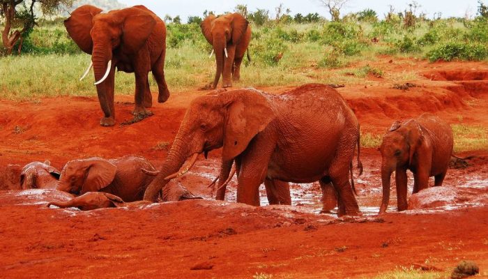 Red elephants Tsavo East National Park Kenya Red elephants Tsavo East National Park Kenya