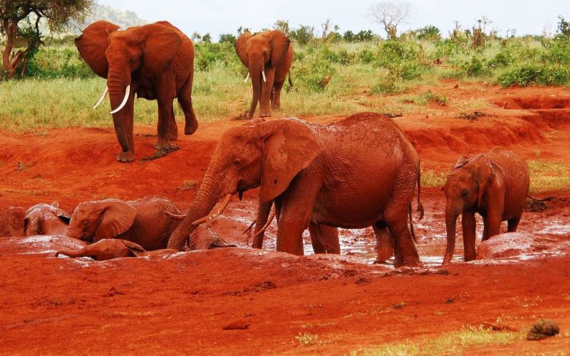 Red elephants Tsavo East National Park Kenya