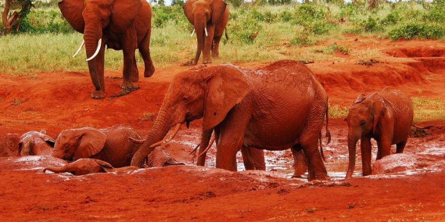 Red elephants Tsavo East National Park Kenya