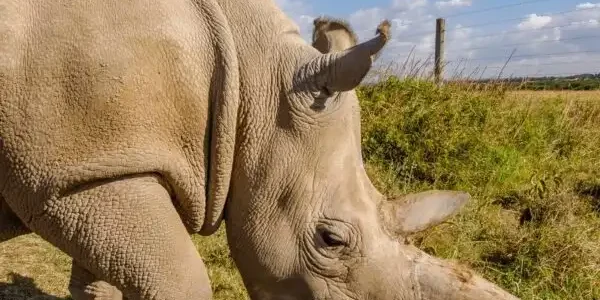 Rhinos at Ol Pejeta Conservancy in Kenya Book your Masai Mara Kenya wildebeest migration and big cat Kenya safari tour packages