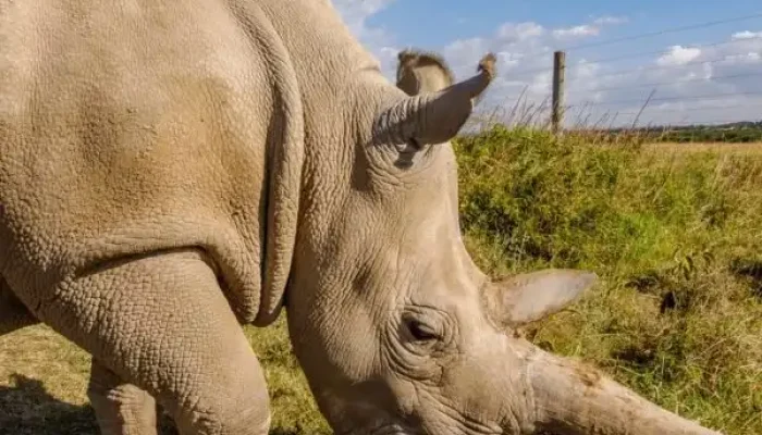 Rhinos at Ol Pejeta Conservancy in Kenya Book your Masai Mara Kenya wildebeest migration and big cat Kenya safari tour packages