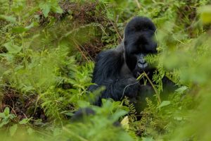 Rwanda gorilla trekking safari tours