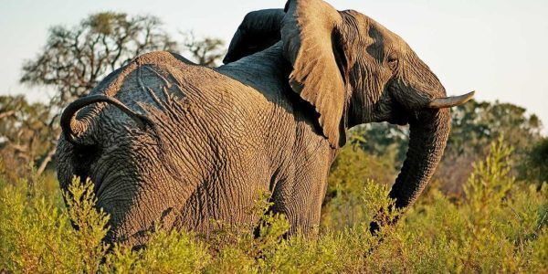 TarangireTreetops Elephant
