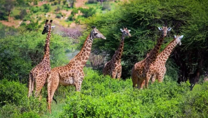 Tsavo West National Park Kenya