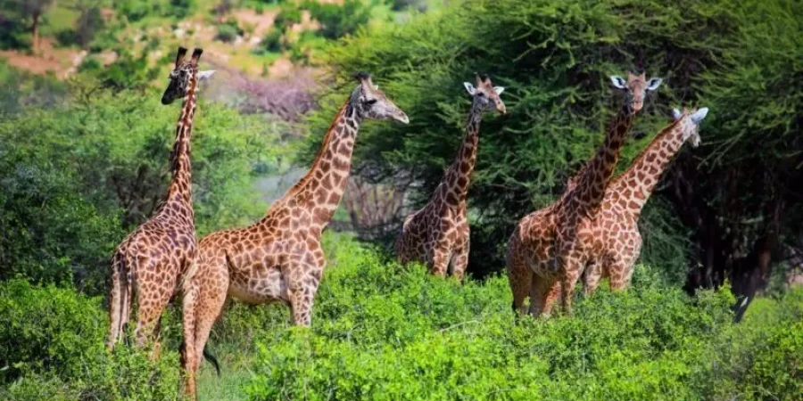 Tsavo West National Park Kenya