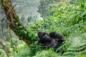 Uganda gorilla trekking safari tours